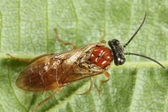 Periclista albida