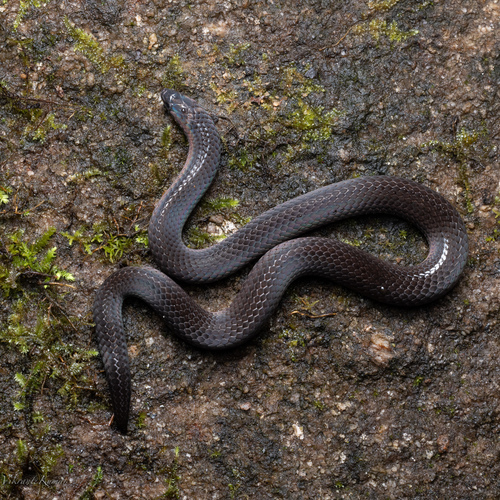 Günther's Mountain Snake