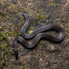 Xylophis stenorhynchus