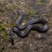 Günther's Mountain Snake - Photo (c) Vikrant Kumar, some rights reserved (CC BY-NC), uploaded by Vikrant Kumar