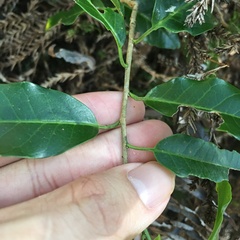Ilex pedunculosa