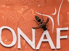 Polybia plebeja
