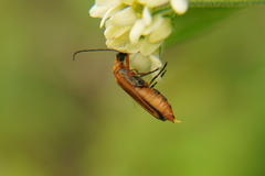 Oedemera podagrariae