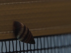 Bulimulus guadalupensis