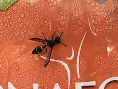Polybia plebeja