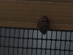 Bulimulus guadalupensis