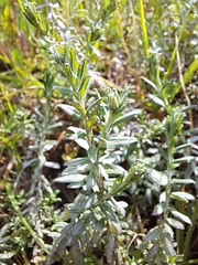 Helichrysum cymosum