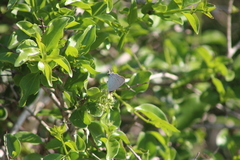 Hypolycaena philippus