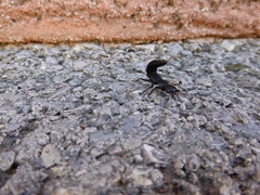 Ocypus olens