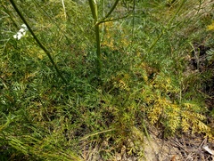 Kitagawia baicalensis