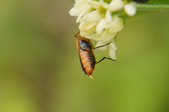 Oedemera podagrariae