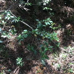 Ilex pedunculosa