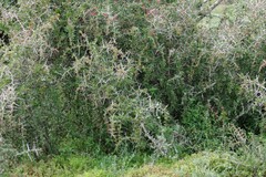 Gymnosporia polyacantha