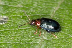 Crepidodera