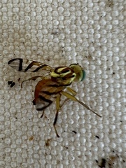 Zonosemata vittigera