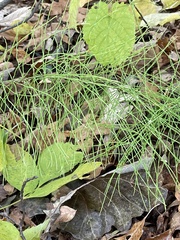 Equisetum sylvaticum