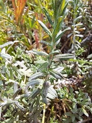 Helichrysum cymosum