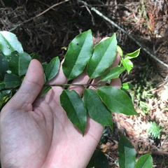 Ilex pedunculosa