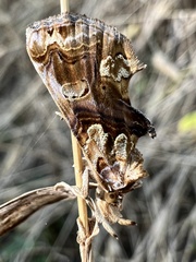 Plusiodonta compressipalpis