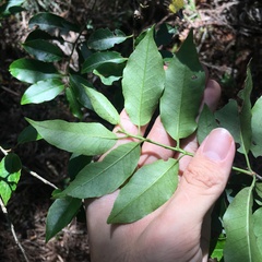 Ilex pedunculosa