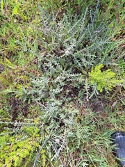 Helichrysum cymosum