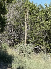 Yucca constricta