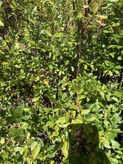 Rhododendron indicum