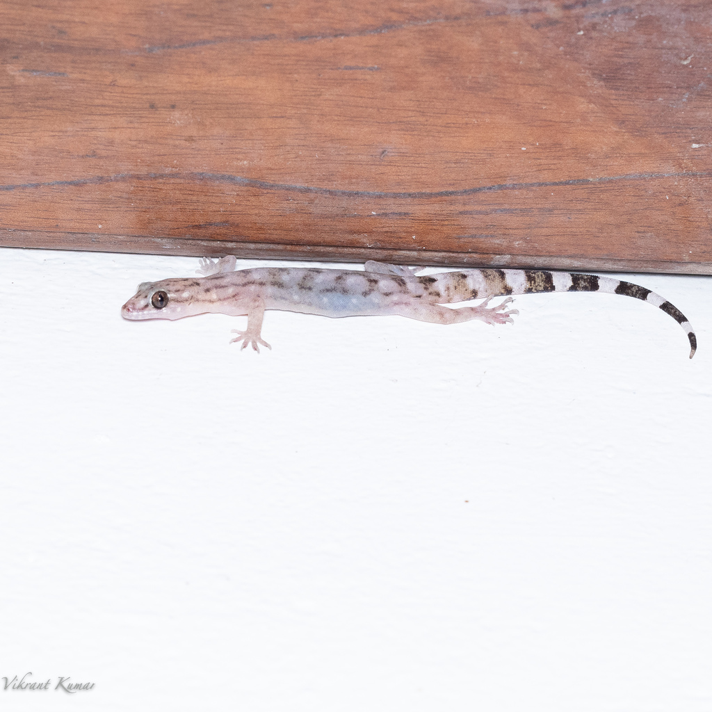 Janaki's Dravid Gecko
