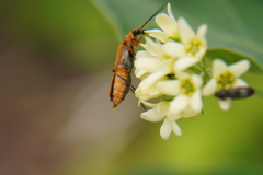 Oedemera podagrariae