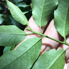 Ilex pedunculosa