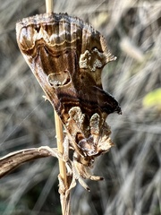 Plusiodonta compressipalpis