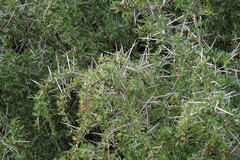 Gymnosporia polyacantha