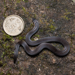 Xylophis stenorhynchus