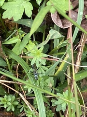 Ichneumonoidea