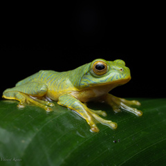 Rhacophorus pseudomalabaricus