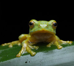 Rhacophorus pseudomalabaricus