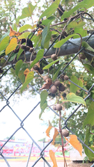 Dioscorea polystachya