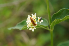 Oedemera podagrariae