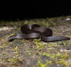 Xylophis stenorhynchus