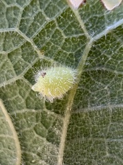 Celticecis pubescens