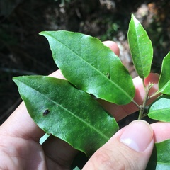 Ilex pedunculosa