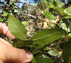Quercus parvula