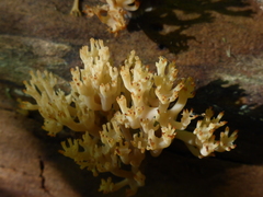 Artomyces pyxidatus