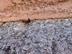 Ocypus olens
