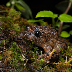Nyctibatrachus poocha