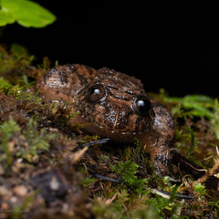 Nyctibatrachus poocha