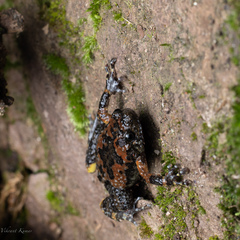 Uperodon montanus