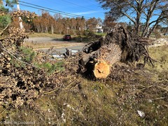 Populus × canescens