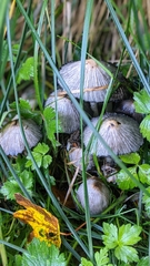 Coprinopsis atramentaria