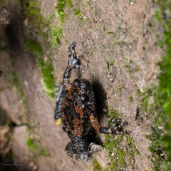Uperodon montanus